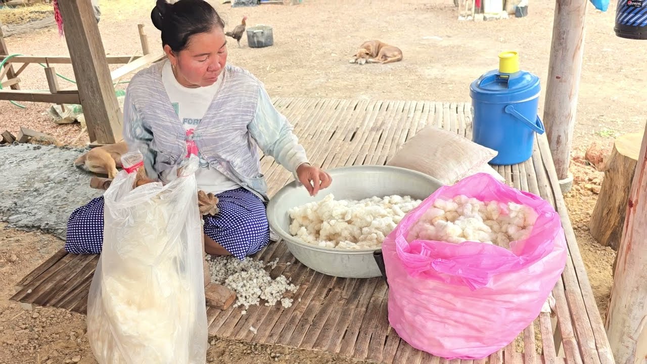 กว่าจะมาเป็นผ้าฝ้าย.