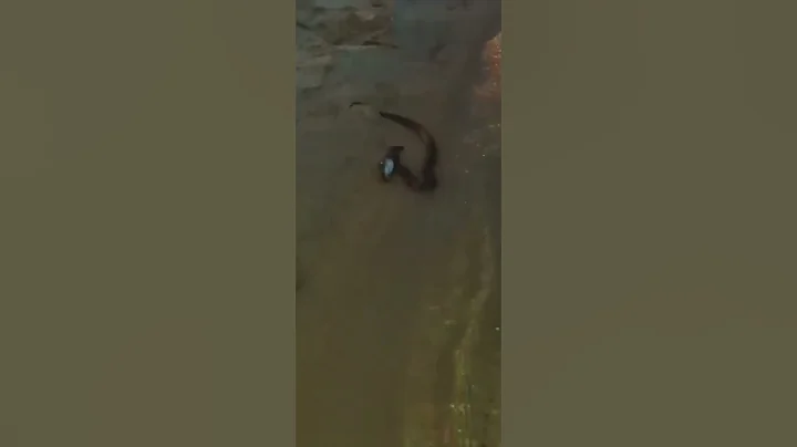 Snake eats catfish