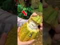 Así se cortan las frutas sin desperdiciar ni un trozo