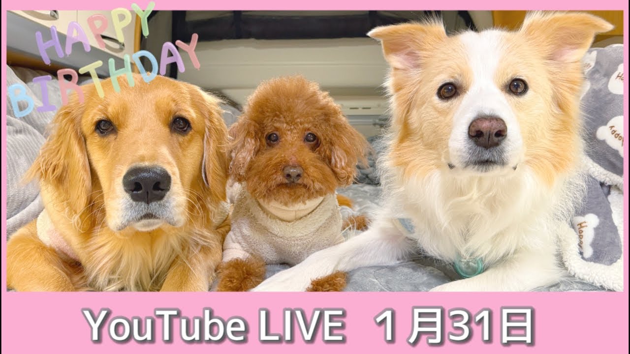 金ビリちゃん(小)…神癒 神癒の金ビリちゃん(大と小)セット売り 神癒のビリケンさん