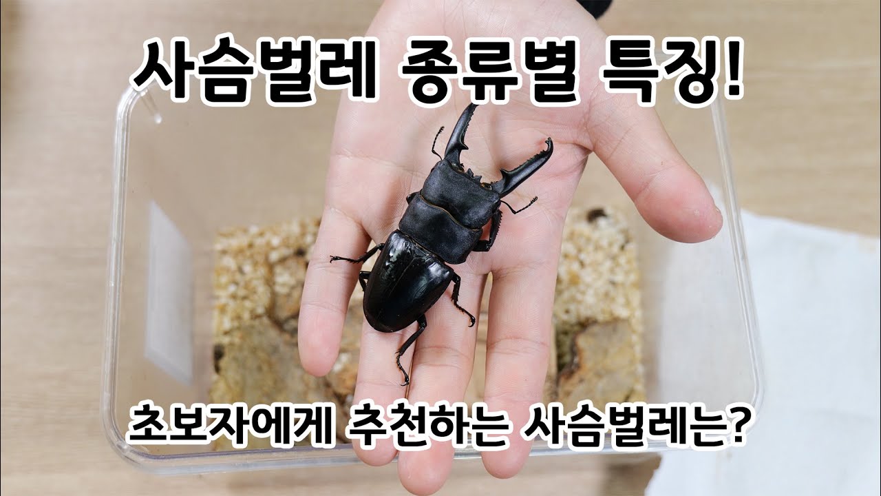 사슴벌레를 빠르고 간단하게 임시 세팅 하는 방법 (집에 곤충 사육 용품이 없으면 꼭 보세요!) - Youtube