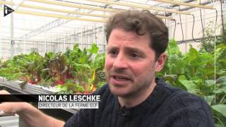 Berlin : Des excréments de poissons pour faire pousser des légumes