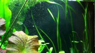 Co2 Diffuser Bubbles