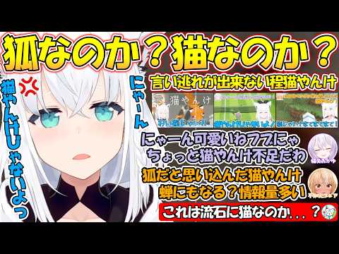 【猫やんけ!】猫か?狐か?流石に猫すぎるフブちゃんが可愛すぎる!【#白上フブキ 】【#切り抜き 】【#まとめ 】