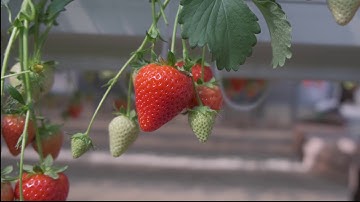 Eran Alon - Munters Fertigation in Strawberries