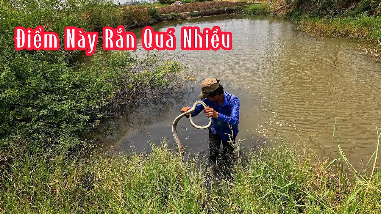 Quá Nhiều Rắn Tại Địa Điểm Này Có 1 Đoạn Mà Bắt Được 4 Con Rắn | Mười ...