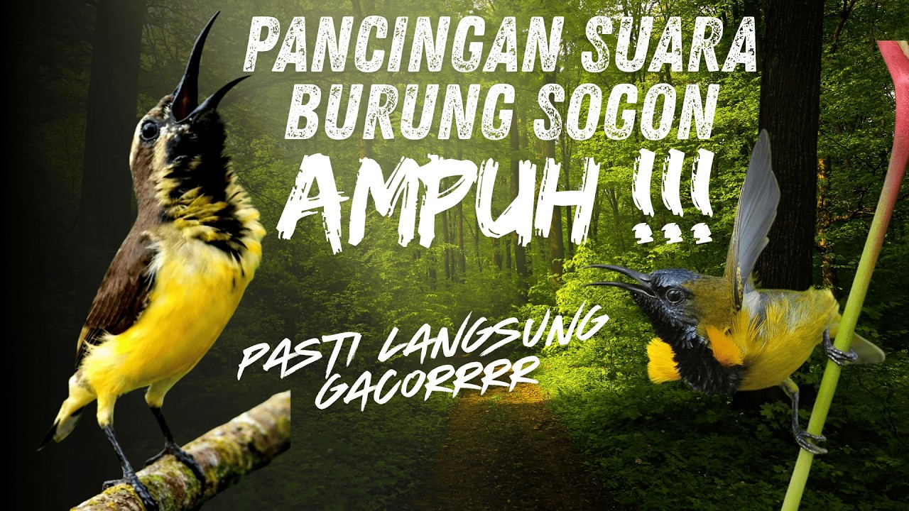 Pancingan Suara Burung SOGON Bikin Emosi