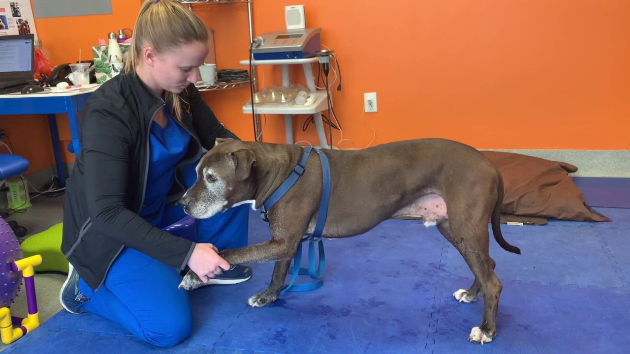 Dog Exercises 3legged stands YouTube