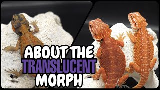 Bearded Dragon Genetics | The TRANSLUCENT Morph