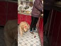 Golden Retriever: She Don't Know Me #shorts #dogs