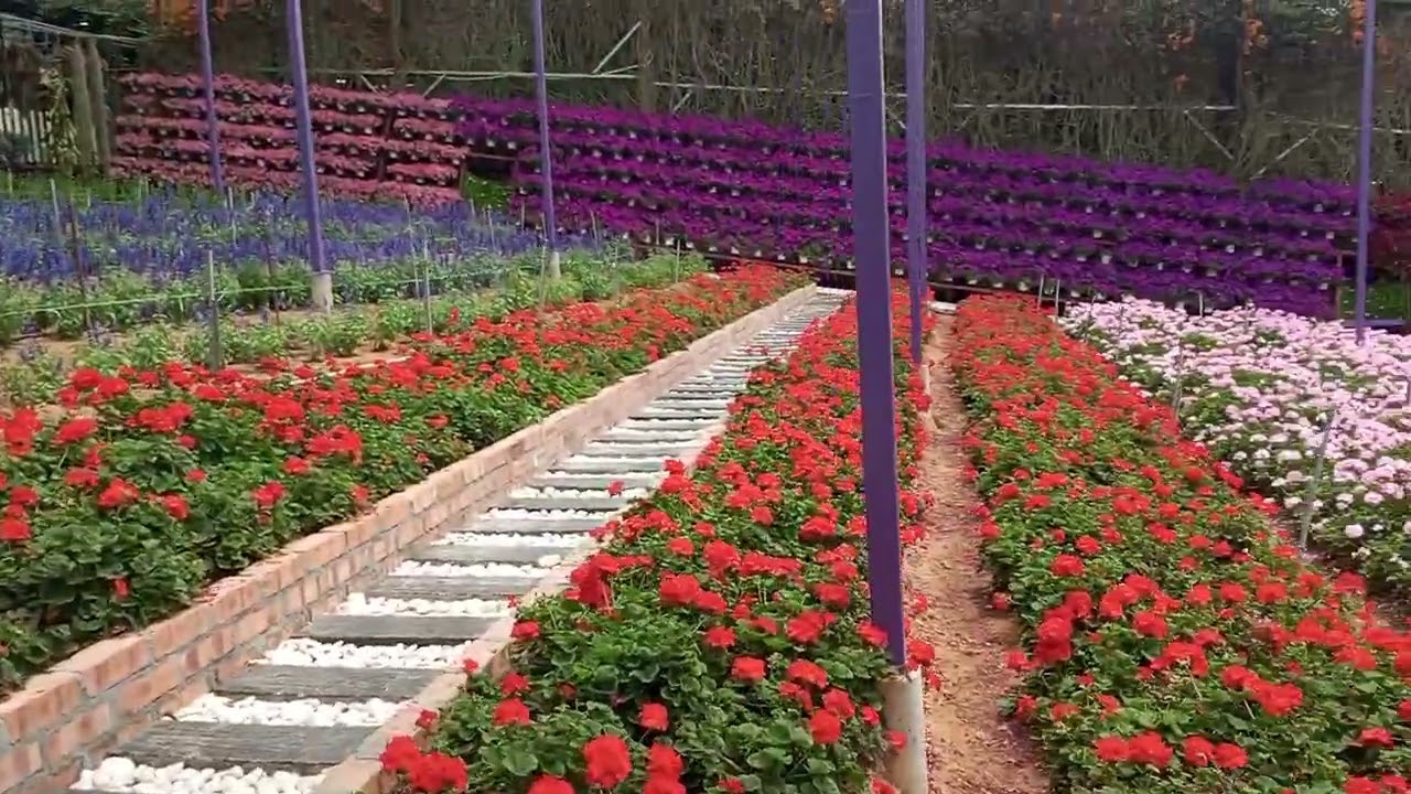 Lavender Park Malaysia 🌸 | Dreamy Purple Fields & Scenic Highland Escape