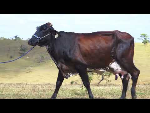 LOTE 11 3355 BY