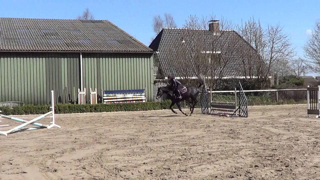 4 yrs stallion Up to Date x Impuls