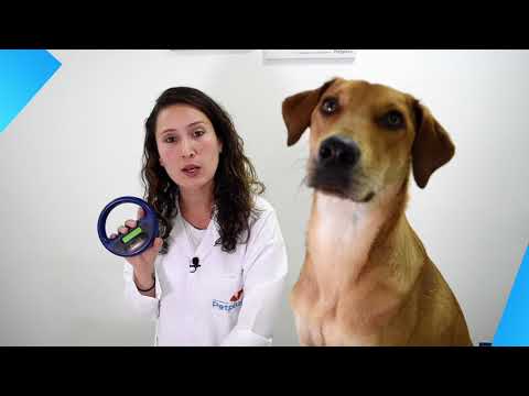 Video: 3 Razones Para Ponerle Un Microchip A Su Perro Hoy