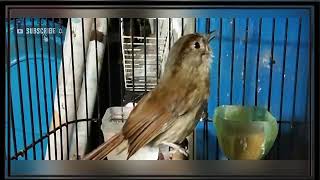 Suara Burung Cikrak Bambu Untuk Pancinganâť—âť— Burung Ombyokan Cepat Bunyi