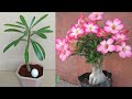I don't need manure, I will use chicken eggs to make manure for Adenium flowers