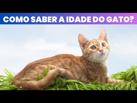 Vídeo: Como os veterinários determinam a idade de um filhote ou de um gatinho