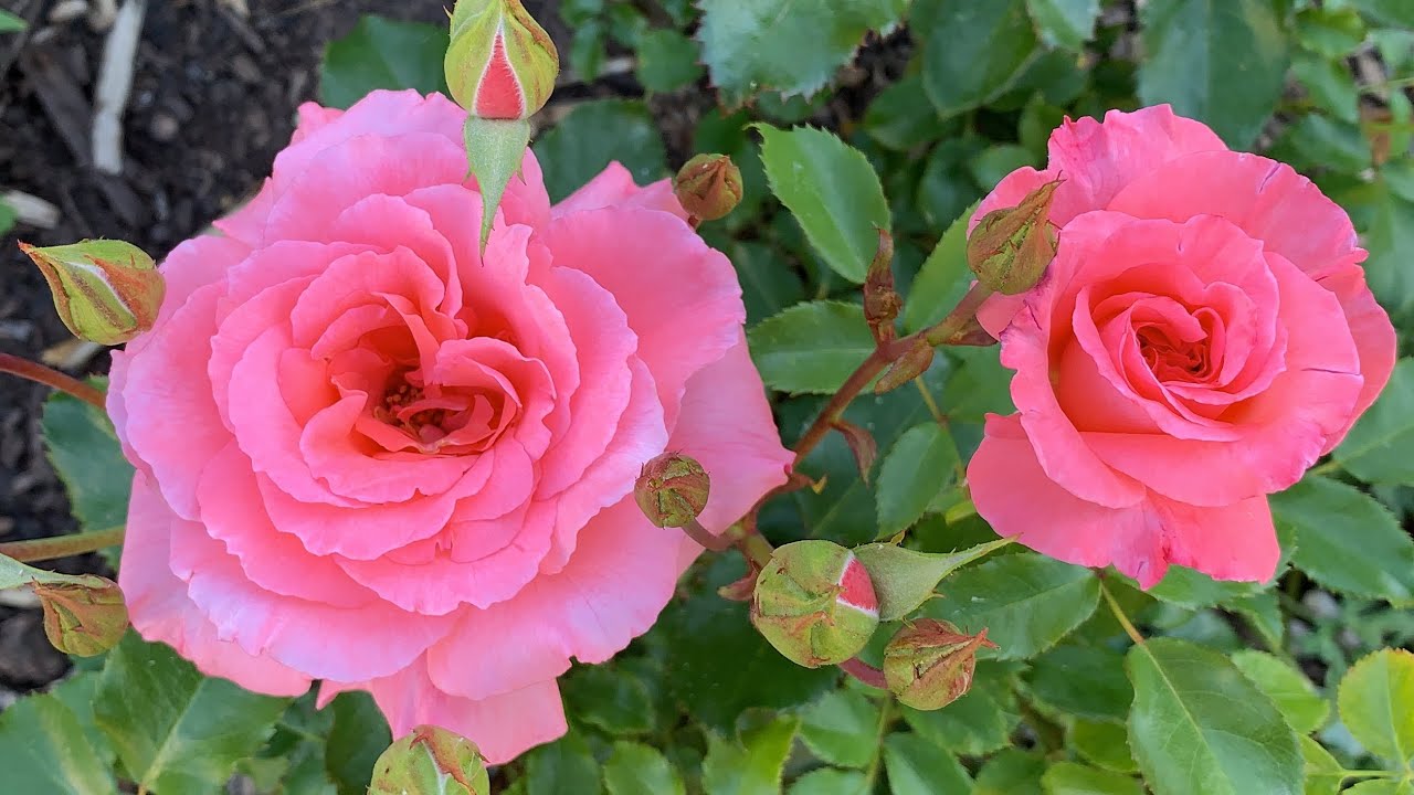 rose pinkのページです♪ 取寄) マイケルコース レディース ブライアント ラージ スリム