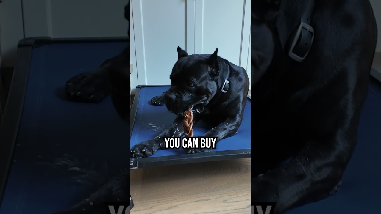 The ONLY 5 Dog Training Tools You Actually Need!