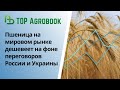 Пшеница дешевеет на фоне переговоров России и Украины.  TOP Agrobook: обзор аграрных новостей