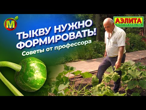 КАК ФОРМИРОВАТЬ ТЫКВУ?