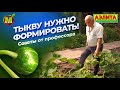 КАК ФОРМИРОВАТЬ ТЫКВУ КАК ФОРМИРОВАТЬ ТЫКВУ