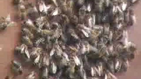 Honey Bee Swarming - A swarm of bees enter a hive - Part 2