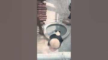 Do you think this is a real giant panda or just a man pretending like one?|这不会是人假扮的熊猫吧！