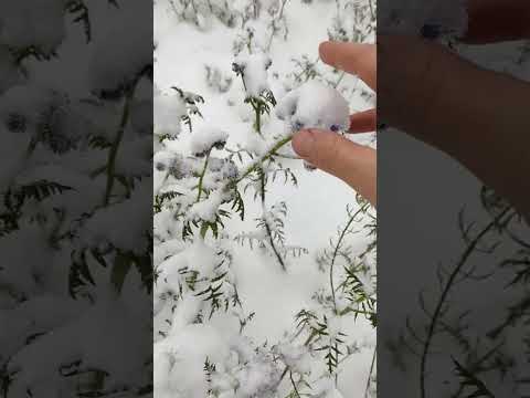 Video: Sneeu dit in perde?