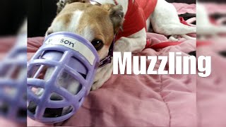 Muzzling by Greyt Show 15,173 views 4 years ago 6 minutes, 19 seconds