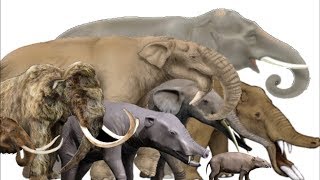 The Evolution of Elephants, Mammoths and Mastodons  Proboscidean Family Tree