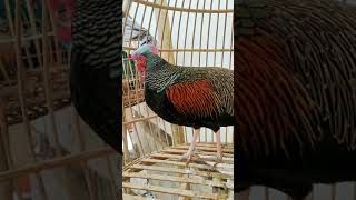 Download Lagu LOKAL LOMBOK || Gallus Varius || Unik MP3