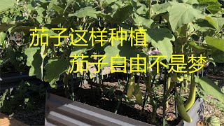 茄子种植   手把手教你种茄子  茄子自由不是梦  How to grow eggplants in a raised bed【NZ Lucy Vlog 109】