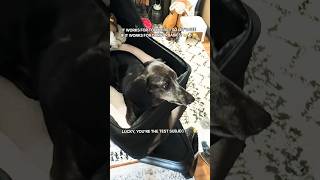IT WORKS FOR TODDLERS… BUT WILL IT WORK FOR LUCKY? #Lucky #DogWhining #FYP #Viral #Trending