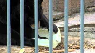 ひっそり遊ぶアメリカクロクマの風子~American Black Bear