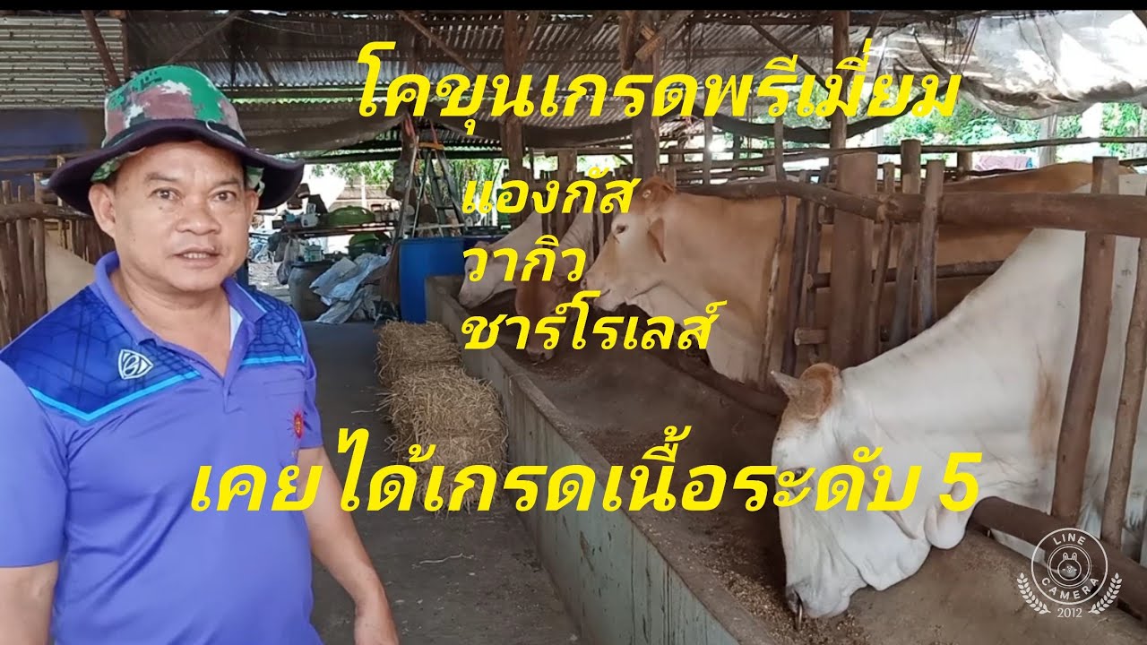 โคขุนเกรดพรีเมี่ยม #แนวทางการเลี้ยง# แองกัส วากิว ชาร์โรเลส์ #จำเริญฟาร์ม#