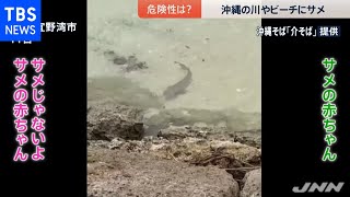 沖縄の川やビーチにサメ 危険性は？【news23】