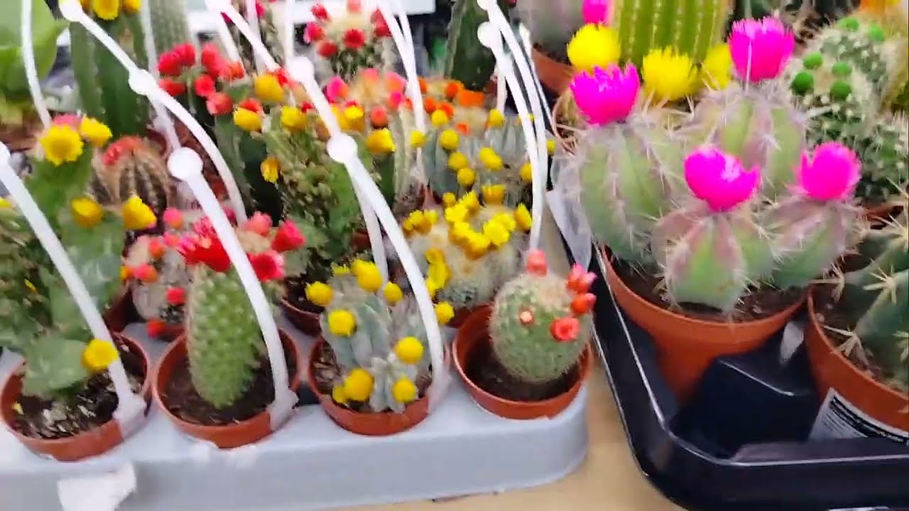 Obi Lublin rośliny 06/03/2023r. cz.2