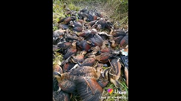 Suara pikat burung belibis sangat jitu