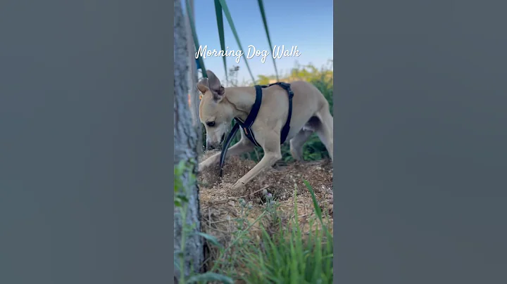 Few moments from today’s dog walk #cute #whippet #dog