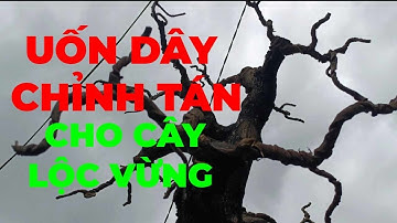 Uốn Ép Tán Chỉnh Sửa Cho Cây Lộc Vừng dễ nhất đẹp nhất /XUAN BONSAI