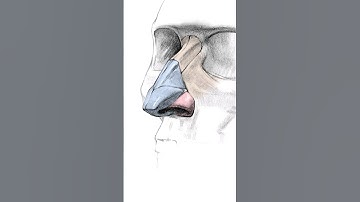 Drawing Noses Easier