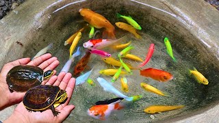 Catch colorful glofish, molly fish, goldfish, ornamental fish, lemon fish, small fish, koi fish #58