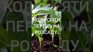 Коли сіяти перець на розсаду #shorts #розсада #перець #врожай#посадкарассады