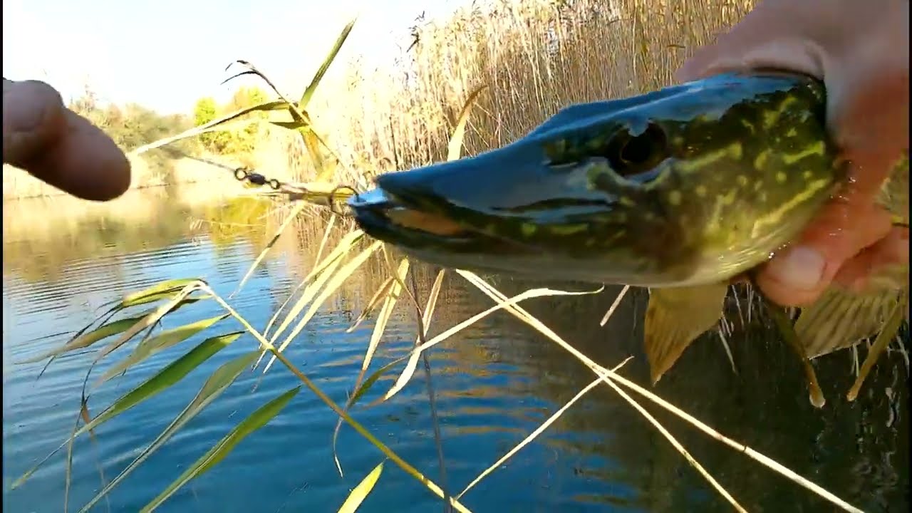 ЩУКА НА БЛЕШНЮ JAXON В ЖОВТНІ !!!