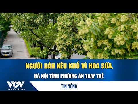Hanoi residents struggle with overpowering milk flower scent, city considers replacement plan | VOV