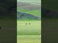 The 5 Most Insane Moments in Horse Racing History
