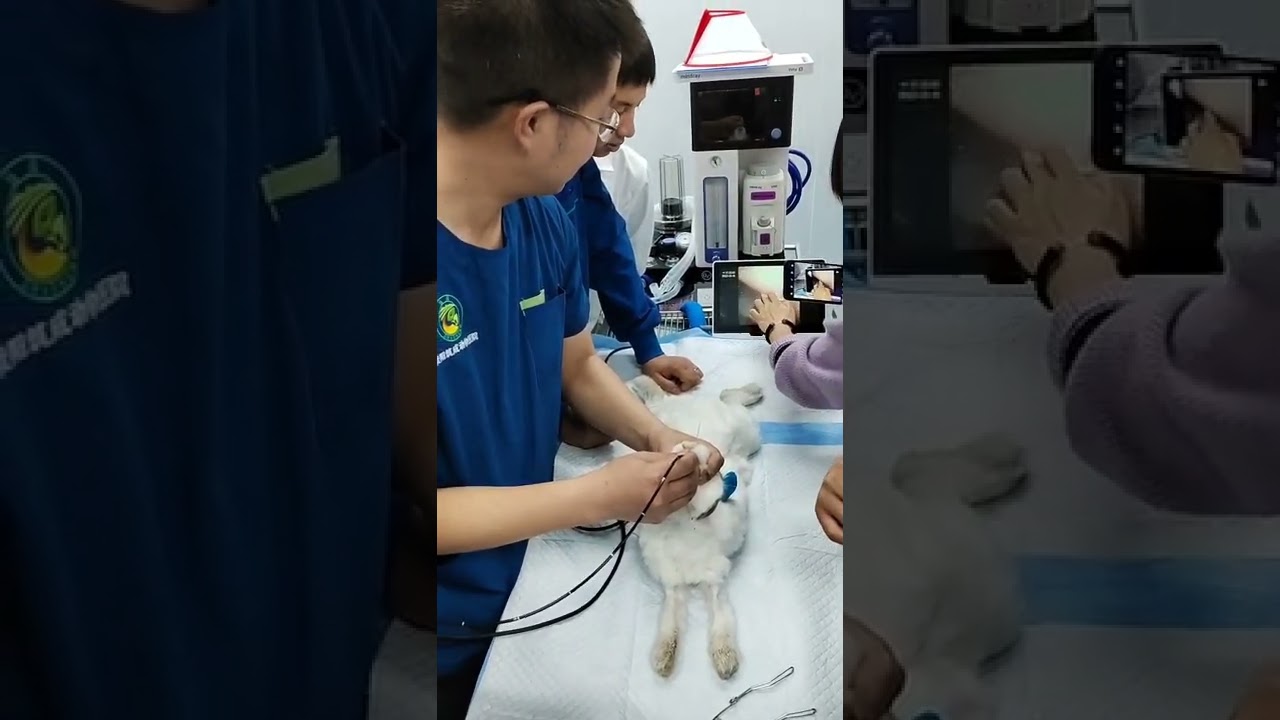 TK-VETKIT Small Animal Endoscopy Rabbit Endoscopy practice EC-120