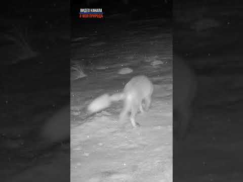 Возможно бешенный лис. Омская область. Снято на фотоловушку №65 #животные #бешенство #омскаяобласть