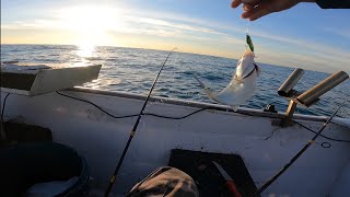 snapper, trevally and flathead fishing #sea sickness